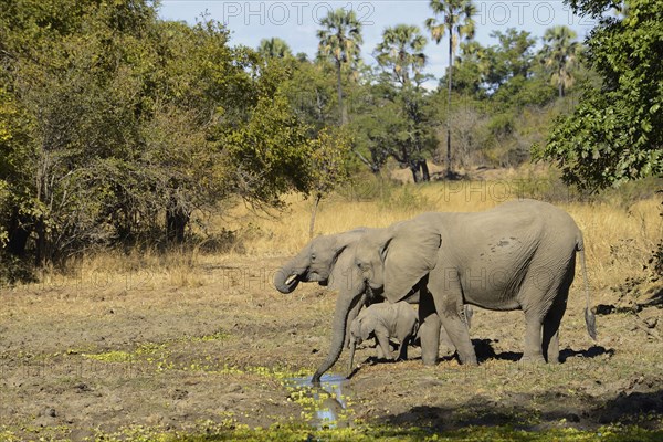 African Elephant