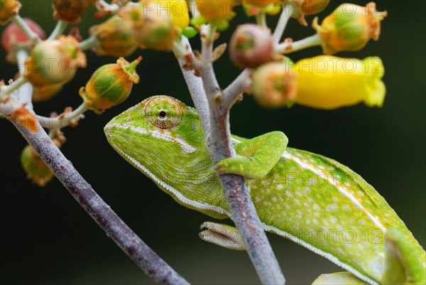 Carpet Chameleon