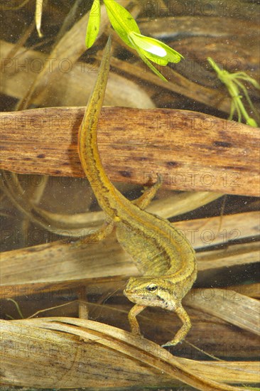 Pond Newt