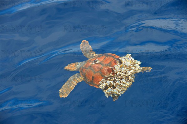 Loggerhead