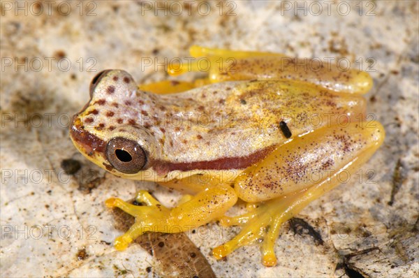 Red-shouldered tree frog