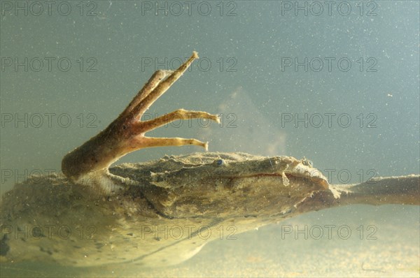 Large Honeycomb Toad