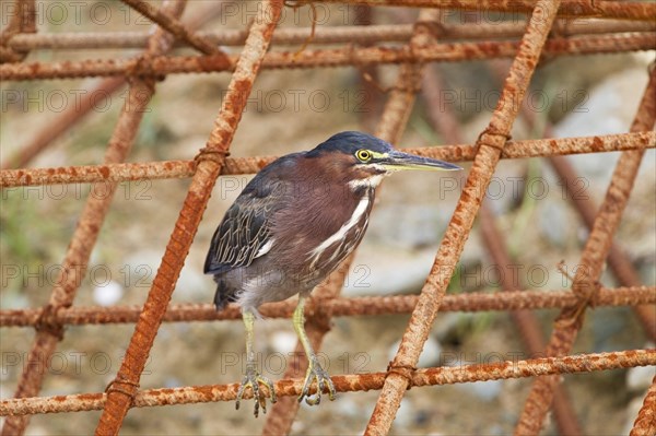 Green green heron