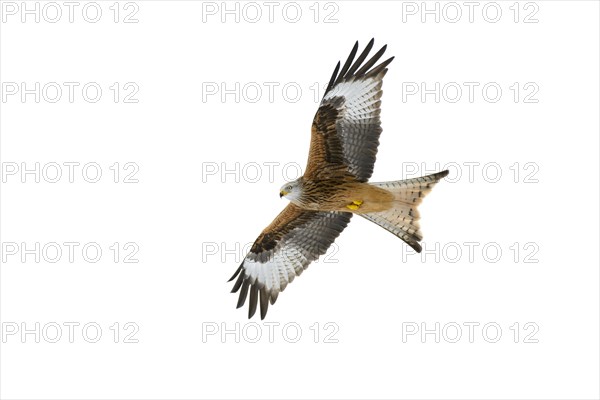 Red kite