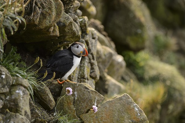 Puffin