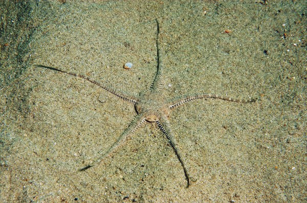 Large brittlestar