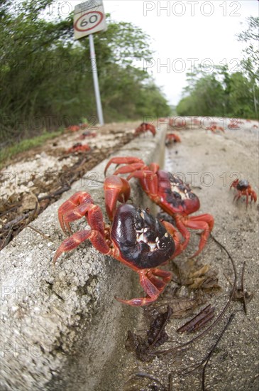 Christmas island red crab