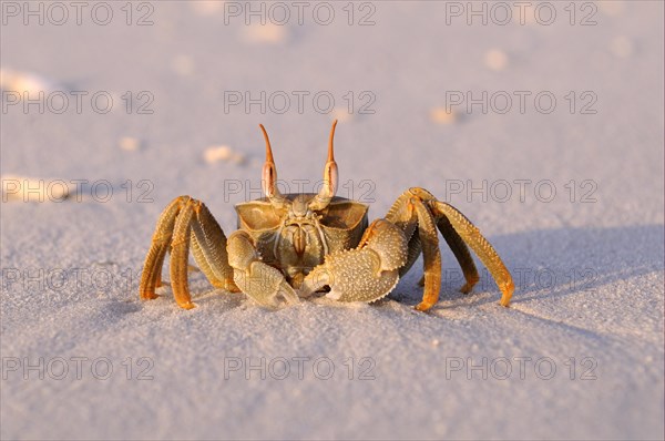 Horned Ghost Crab