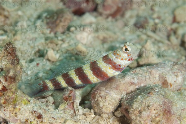 Gorgeous prawn gobies