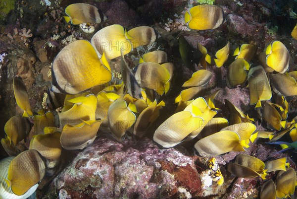 Klein's Butterflyfish