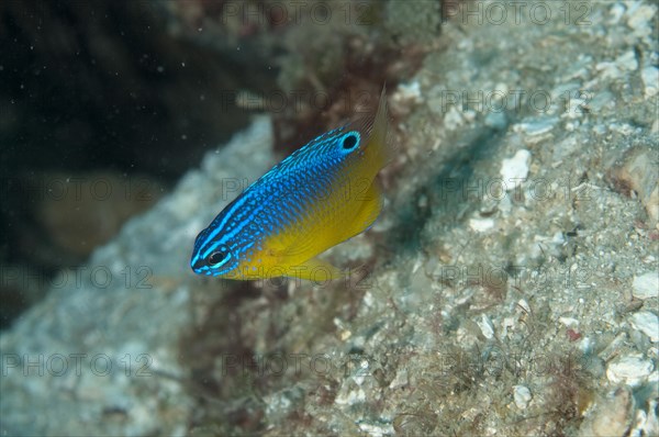 Blueback Damsel