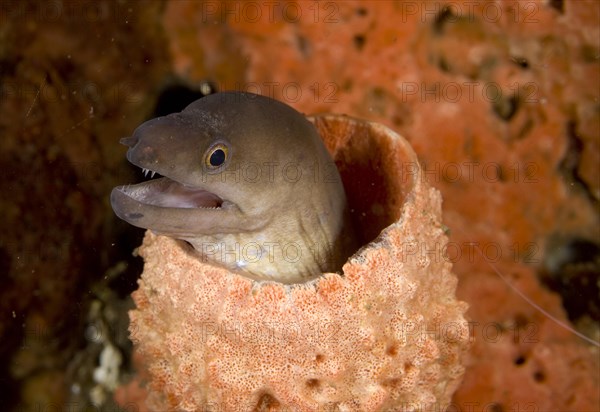 Palechin moray