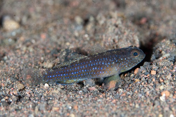 Blackfoot Goby