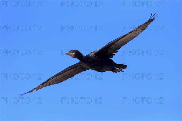 Cape Cormorant