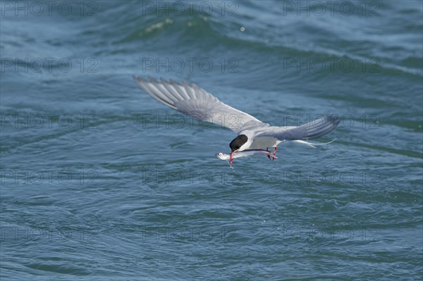 Arctic Tern