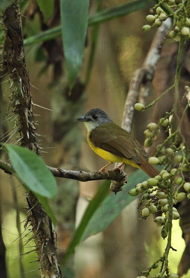 Yellow-bellied Bulbul