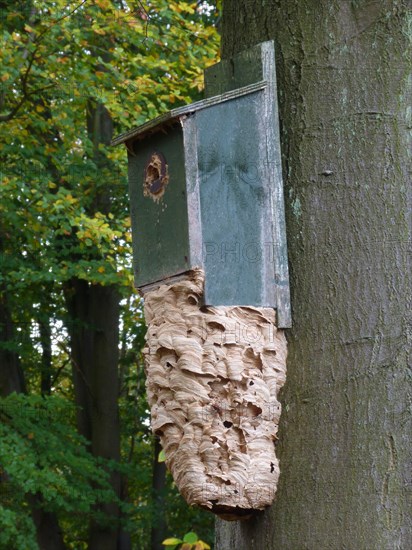 European Hornet