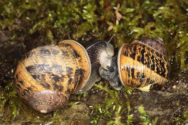 Garden snail