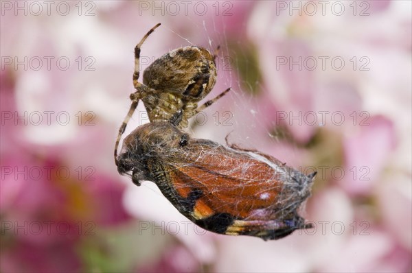 Garden cross spider