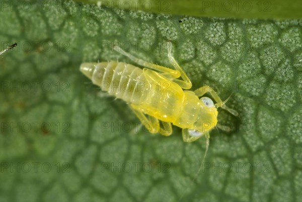 Sycamore leafhopper