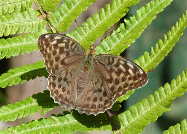 Silver washed fritillary