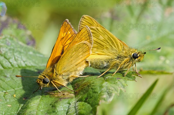 Large Skipper