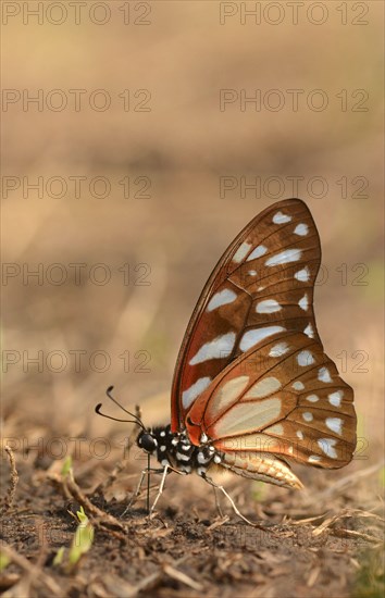 Swallowtail butterfly