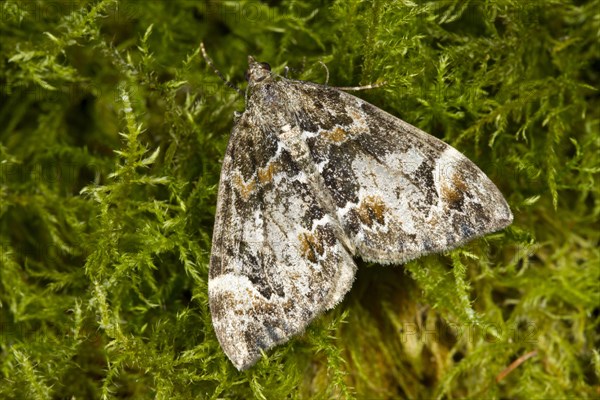 Common Marbled Carpet