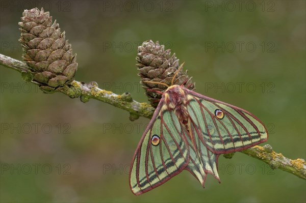 Graellsia isabellina