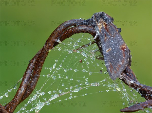 Iron iron prominent