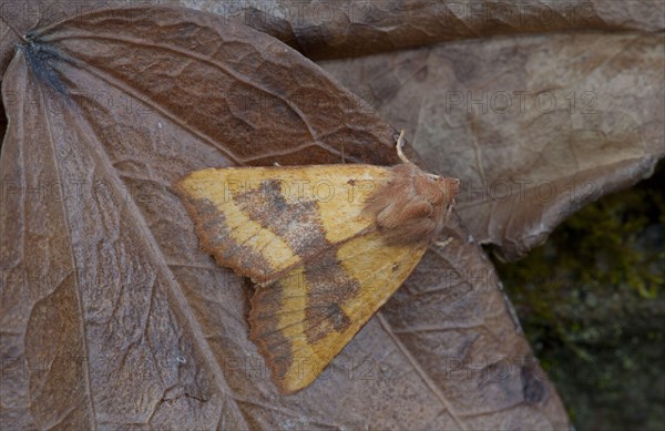 Centre-barred Sallow