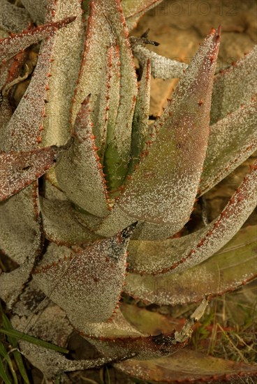 Bitter cape aloe