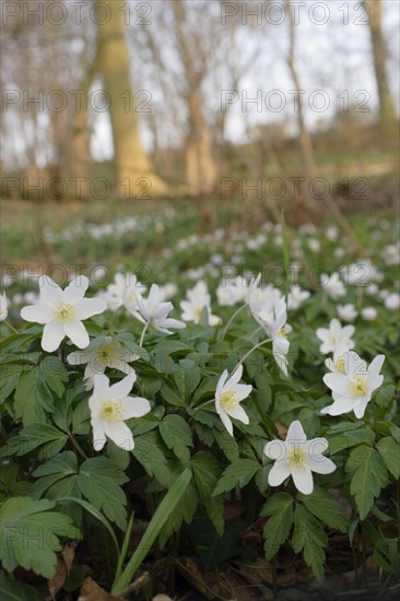 Wood Anemone