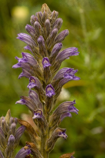 Purple Broomrape