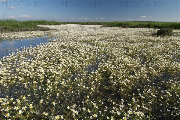 Common common water-crowfoot