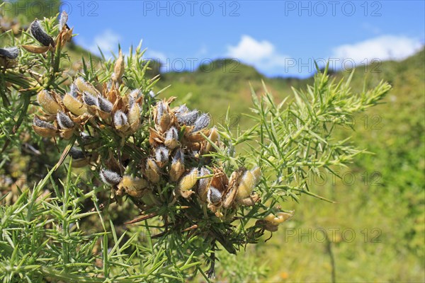 Common Gorse