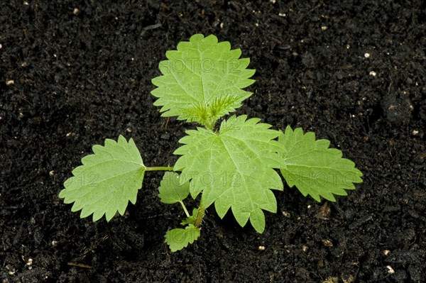 Planting material Stinging nettle