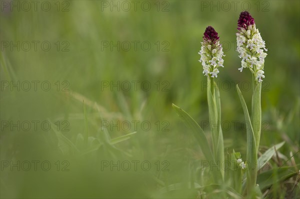 Burnt Orchid