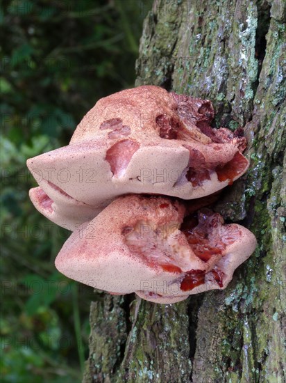 Beefsteak Fungus