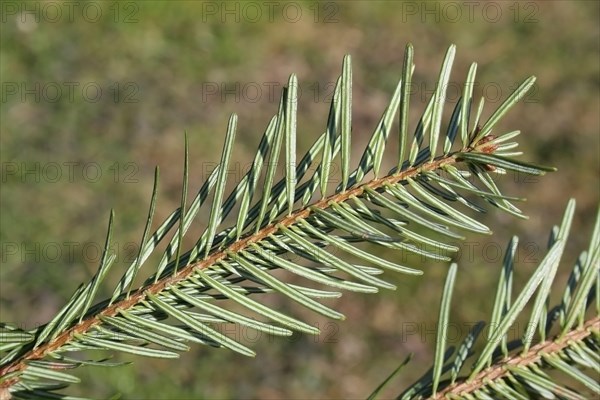 Nordmann Fir