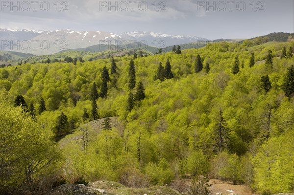 View over greek fir