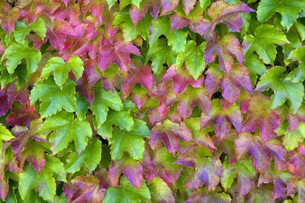 Three-pointed maidenhair vine