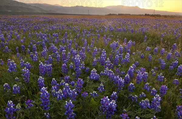 Mass of blue lupins flowering at the foot of the Tehatchapi Mountains