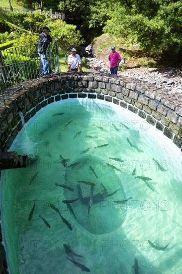 Trout farm