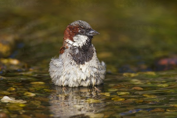 House sparrow