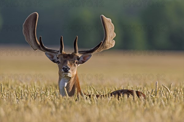 Fallow deer