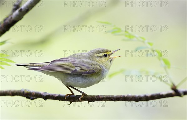 Wood Warbler