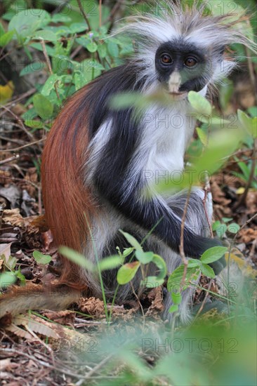 Red colobus monkey