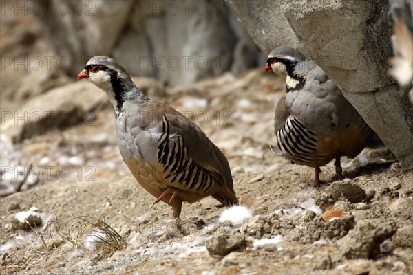 Rock Partridge