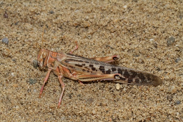 African Migratory Bush Cricket